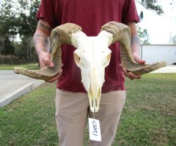 African Merino Ram ...