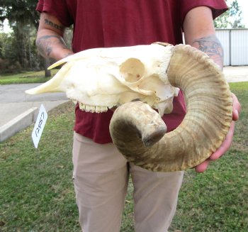 African Merino Ram Skull, Sheep Skull with 21-1/4 inches Horns - <font color=red> Discount Grade B</font> for $124.99