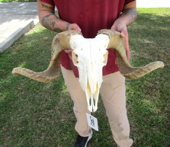 African Merino Ram Skull, Sheep Skull with 21-1/4 inches Horns - <font color=red> Discount Grade B</font> for $124.99