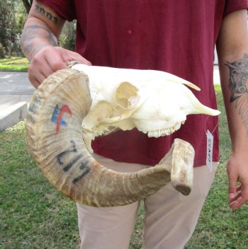 African Merino Ram Skull, Sheep Skull with 21-1/4 inches Horns - <font color=red> Discount Grade B</font> for $124.99