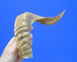 17-1/2 inches Afric...