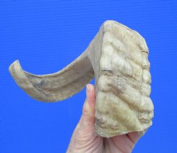 18-1/2 inches Afric...