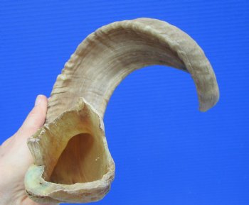 18-1/2 inches African Merino Ram, Sheep Horn for $17.99