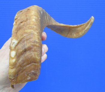 16-1/2 inches African Merino Ram, Sheep Horn for $15.99