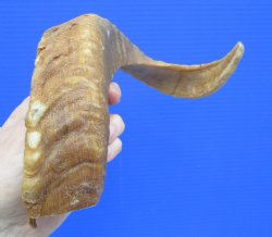 16-1/2 inches Afric...