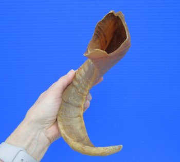 16-1/2 inches African Merino Ram, Sheep Horn for $15.99