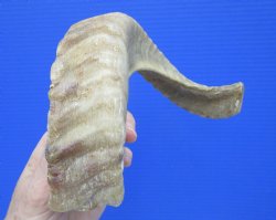 16 inches African M...