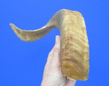 17-1/4 inches African Merino Ram, Sheep Horn  for $16.99