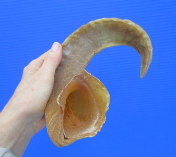 17-1/4 inches African Merino Ram, Sheep Horn  for $16.99
