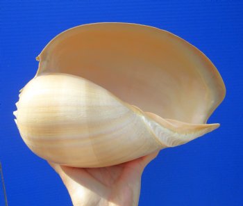 10 inches Large Crowned Baler Melon Shell for Sale - Buy this one for $14.99