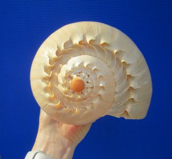 10 inches Large Crowned Baler Melon Shell for Sale - Buy this one for $14.99