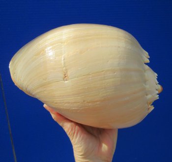 10 inches Large Crowned Baler Melon Shell for Sale - Buy this one for $14.99