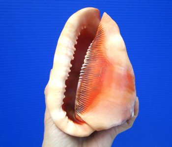 5-1/2 inches  Red Cameo Bullmouth Helmet Shell - Buy this one for $12.99