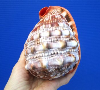 5-1/2 inches  Red Cameo Bullmouth Helmet Shell - Buy this one for $12.99