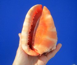 5-3/4 inches  Red Cameo Bullmouth Helmet Shell - Buy this one for $12.99