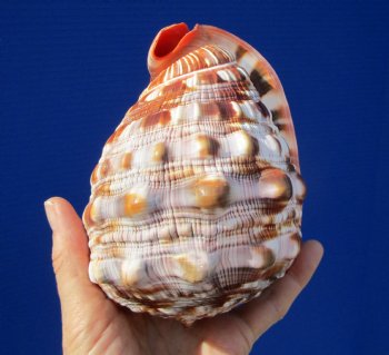 5-3/4 inches  Red Cameo Bullmouth Helmet Shell - Buy this one for $12.99