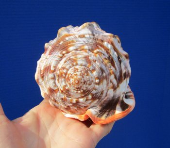 5-3/4 inches  Red Cameo Bullmouth Helmet Shell - Buy this one for $12.99