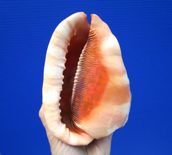 5-7/8 inches  Red Cameo Bullmouth Helmet Shell - Buy this one for $12.99