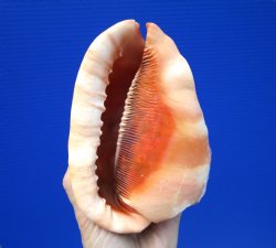 5-7/8 inches  Red Cameo Bullmouth Helmet Shell - Buy this one for $12.99