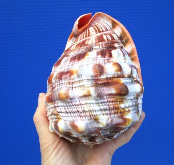 5-7/8 inches  Red Cameo Bullmouth Helmet Shell - Buy this one for $12.99