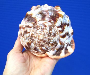 5-7/8 inches  Red Cameo Bullmouth Helmet Shell - Buy this one for $12.99