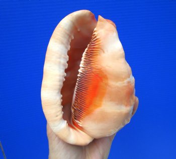 5-3/4 inches  Red Cameo Bullmouth Helmet Shell - Buy this one for $12.99