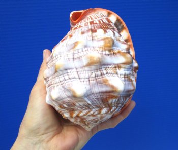 5-3/4 inches  Red Cameo Bullmouth Helmet Shell - Buy this one for $12.99