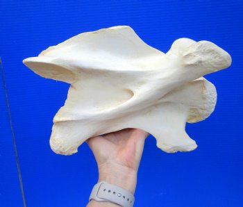 Giraffe Neck Vertebrae Bone, 11-1/2 inches long - Buy this for $69.99