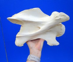 Giraffe Neck Vertebrae Bone, 11-1/2 inches long - Buy this for $69.99