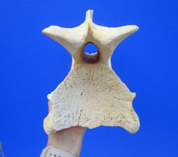 Giraffe Neck Vertebrae Bone, 11-1/2 inches long - Buy this for $69.99