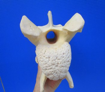 Giraffe Neck Vertebrae Bone, 11-1/2 inches long - Buy this for $69.99