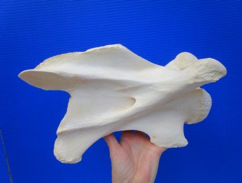 Giraffe Neck Vertebrae Bone, 13 inches long - Buy this for $69.99