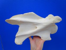 Giraffe Neck Vertebrae Bone, 13 inches long - Buy this for $69.99