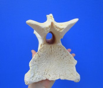 Giraffe Neck Vertebrae Bone, 13 inches long - Buy this for $69.99