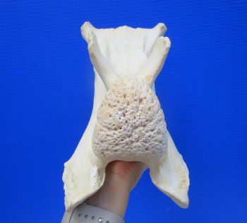 Giraffe Neck Vertebrae Bone, 13 inches long - Buy this for $69.99