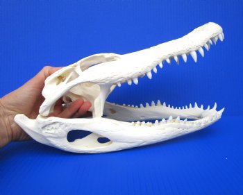 13 inches Florida Alligator Skull, Beetle Cleaned - Buy this one for $112.50
