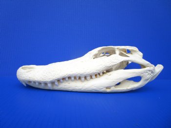 13 inches Florida Alligator Skull, Beetle Cleaned - Buy this one for $112.50