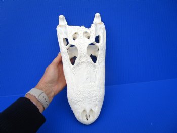 13 inches Florida Alligator Skull, Beetle Cleaned - Buy this one for $112.50