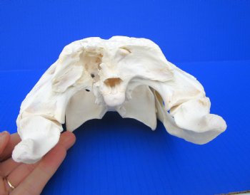 13 inches Florida Alligator Skull, Beetle Cleaned - Buy this one for $112.50