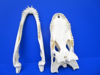 13 inches Florida Alligator Skull, Beetle Cleaned - Buy this one for $112.50