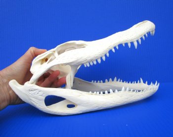 11-1/2 inches Florida Alligator Skull, Beetle Cleaned (small hole in back of skull)- Buy this one for $94.99