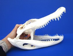12-1/4 inches Florida Alligator Skull, Beetle Cleaned - Buy this one for $104.99