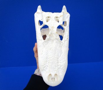 12-1/4 inches Florida Alligator Skull, Beetle Cleaned - Buy this one for $104.99