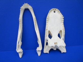 12-1/4 inches Florida Alligator Skull, Beetle Cleaned - Buy this one for $104.99
