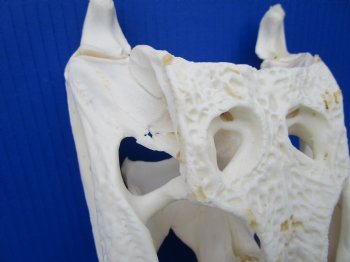 12-1/4 inches Florida Alligator Skull, Beetle Cleaned - Buy this one for $104.99