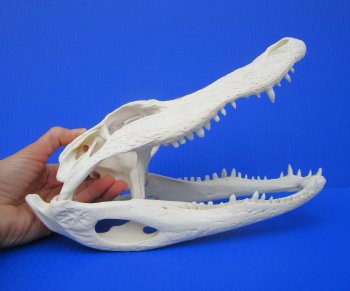 11-1/4 inches Florida Alligator Skull, Beetle Cleaned <font color=red> Grade A </font>- Buy this one for $97.50