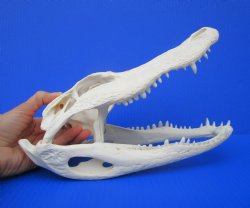 11-1/4 inches Florida Alligator Skull, Beetle Cleaned <font color=red> Grade A </font>- Buy this one for $97.50
