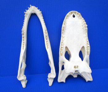 11-1/4 inches Florida Alligator Skull, Beetle Cleaned <font color=red> Grade A </font>- Buy this one for $97.50