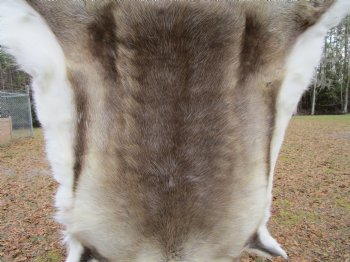 Finland Reindeer Hide, Skin, Fur with Blend of Tans, Brown, White, 51 by 45 inches for $144.99