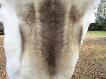Finland Reindeer Hide, Skin, Fur with Blend of Tans, Brown, White, 47 by 41 inches for $144.99
